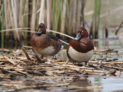 Ferruginous Duck, Hortobagy NP, Hungary