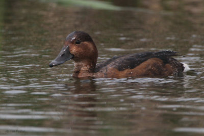 Ferruginous Duck, Hortobagy NP, Hungary