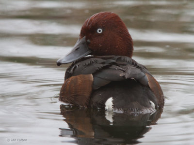 Ferruginous Duck, Hortobagy NP, Hungary