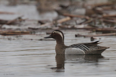 Grganey, Hortobagy NP, Hungary