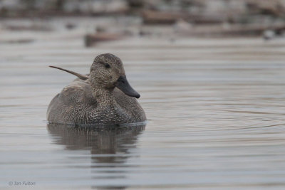 Gadwall, Hortobagy NP, Hungary