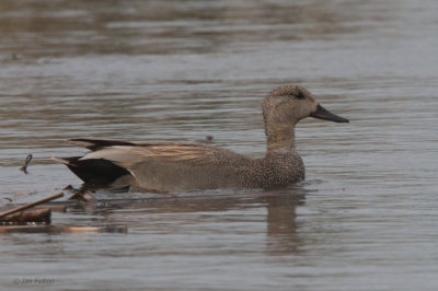 Gadwall, Hortobagy NP, Hungary