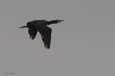 Great Cormorant, Hortobagy NP, Hungary