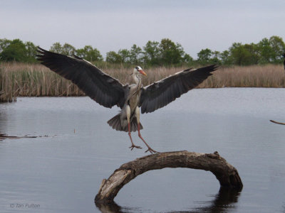 Grey Heron, Hortobagy NP, Hungary