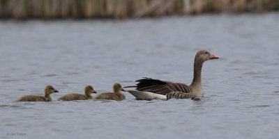 Greylag Goose, Hortobagy NP, Hungary