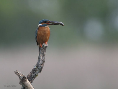 Kingfisher, Hortobagy NP, Hungary