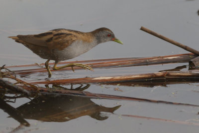 Little Crake, Hortobagy NP, Hungary