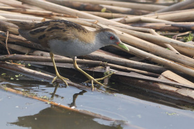 Little Crake, Hortobagy NP, Hungary