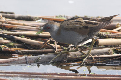 Little Crake, Hortobagy NP, Hungary