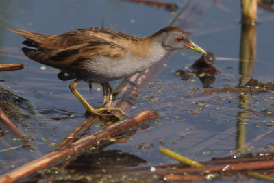 Little Crake, Hortobagy NP, Hungary