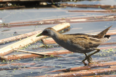 Little Crake, Hortobagy NP, Hungary