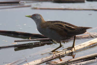 Little Crake, Hortobagy NP, Hungary