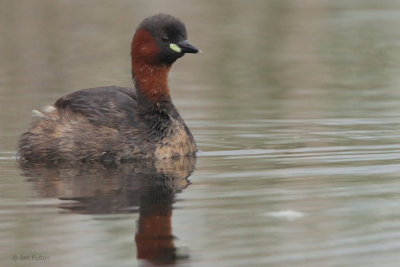 Little Grebe, Hortobagy NP, Hungary