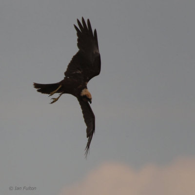 Marsh Harrier, Hortobagy NP, Hungary