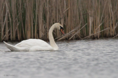 Mute Swan, Hortobagy NP, Hungary