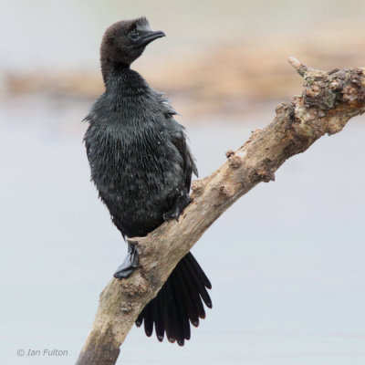 Pygmy Cormorant, Hortobagy NP, Hungary