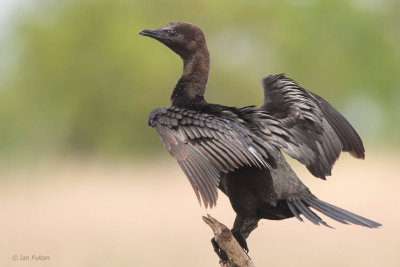 Pygmy Cormorant, Hortobagy NP, Hungary