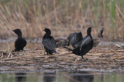 Pygmy Cormorant, Hortobagy NP, Hungary