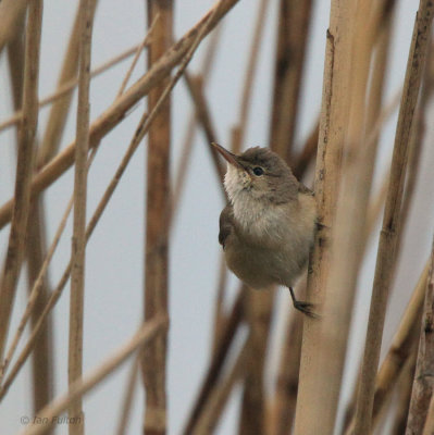 Reed Warbler, Hortobagy NP, Hungary