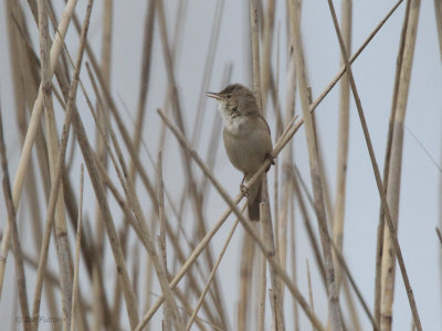 Savi's Warbler, Hortobagy NP, Hungary