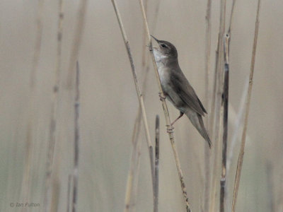 Savi's Warbler, Hortobagy NP, Hungary