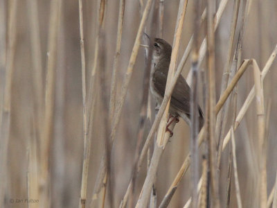 Savi's Warbler, Hortobagy NP, Hungary