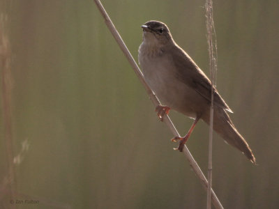 Savi's Warbler, Hortobagy NP, Hungary