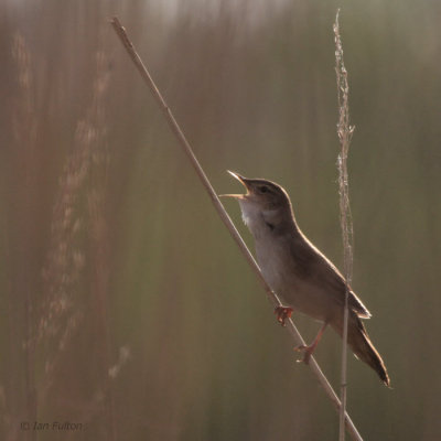 Savi's Warbler, Hortobagy NP, Hungary