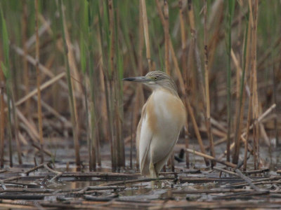 Squacco Heron, Hortobagy NP, Hungary