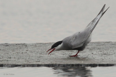 Whiskered Tern, Hortobagy NP, Hungary