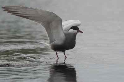 Whiskered Tern, Hortobagy NP, Hungary