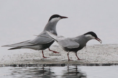 Whiskered Tern, Hortobagy NP, Hungary