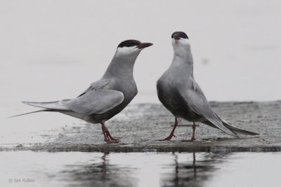 Whiskered Tern, Hortobagy NP, Hungary