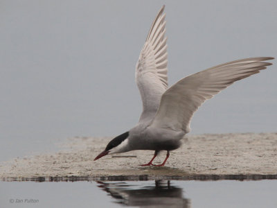 Whiskered Tern, Hortobagy NP, Hungary