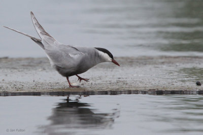 Whiskered Tern, Hortobagy NP, Hungary