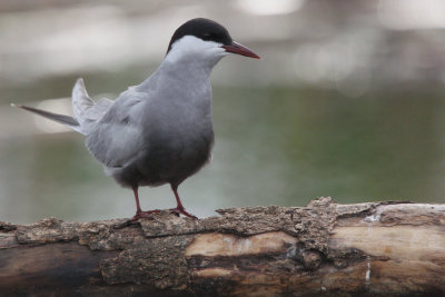 Whiskered Tern, Hortobagy NP, Hungary