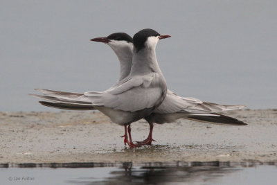 Whiskered Tern, Hortobagy NP, Hungary