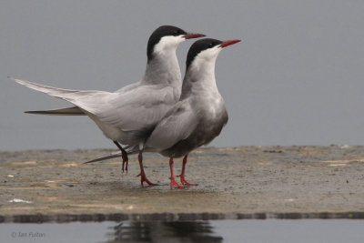 Whiskered Tern, Hortobagy NP, Hungary