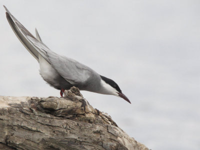 Whiskered Tern, Hortobagy NP, Hungary