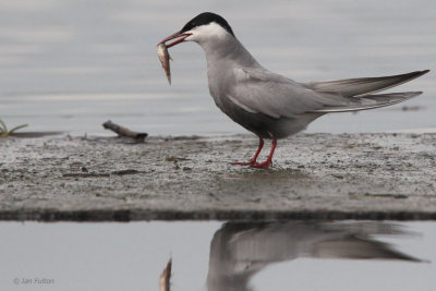 Whiskered Tern, Hortobagy NP, Hungary