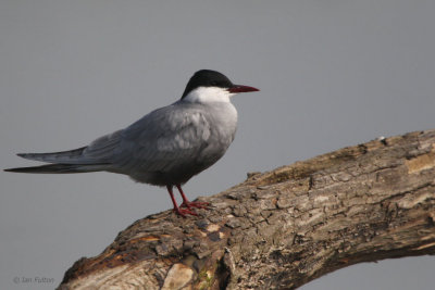 Whiskered Tern, Hortobagy NP, Hungary