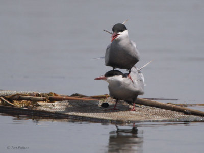 Whiskered Tern, Hortobagy NP, Hungary