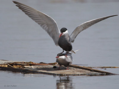 Whiskered Tern, Hortobagy NP, Hungary