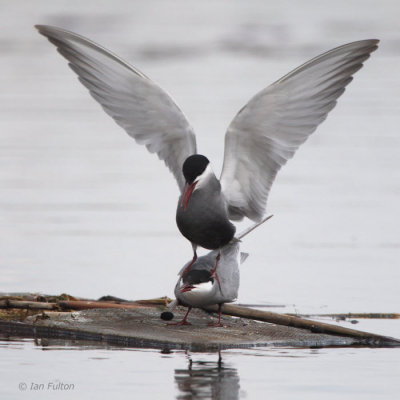 Whiskered Tern, Hortobagy NP, Hungary