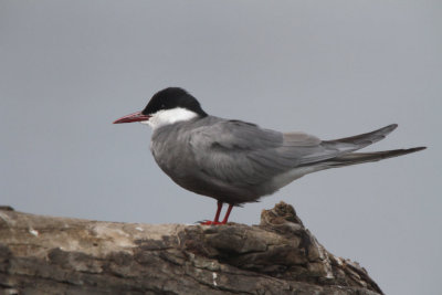 Whiskered Tern, Hortobagy NP, Hungary