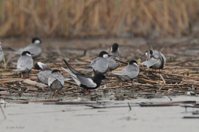 White-winged Tern, Hortobagy NP, Hungary