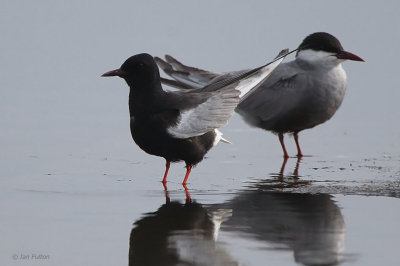 White-winged Tern, Hortobagy NP, Hungary