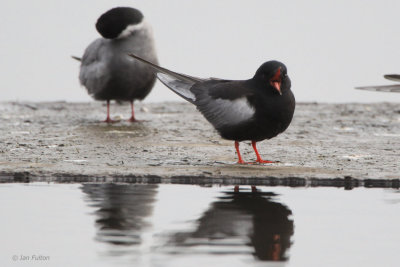 White-winged Tern, Hortobagy NP, Hungary