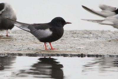 White-winged Tern, Hortobagy NP, Hungary