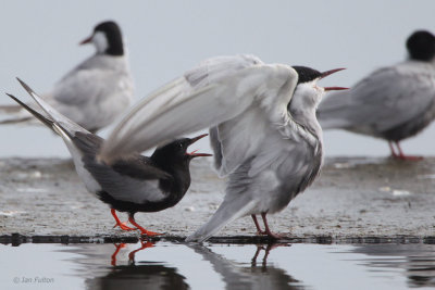 White-winged Tern, Hortobagy NP, Hungary